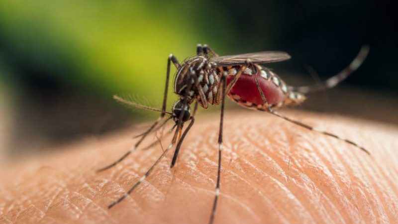 Moustiques dangereux : comment les reconnaître et s’en protéger