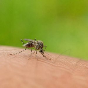 Mosquitos in France : comment les reconnaître et s’en protéger