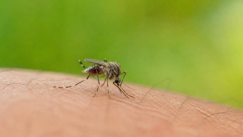 Mosquitos in France : comment les reconnaître et s’en protéger