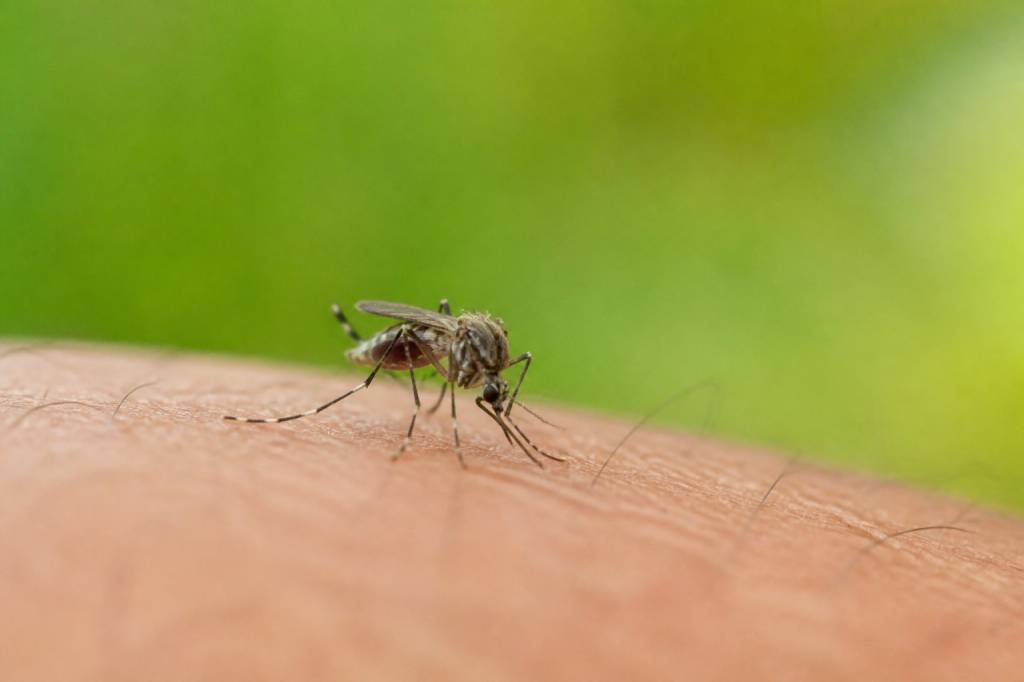Mosquitos in France : comment les reconnaître et s’en protéger