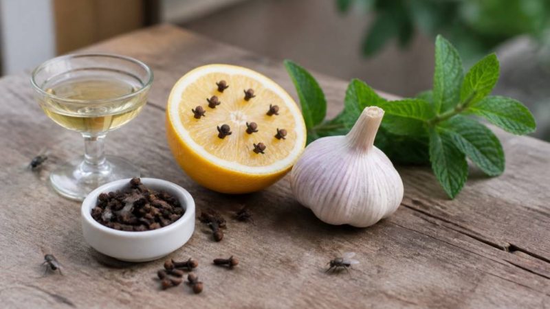 Comment faire fuir les mouches naturellement