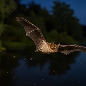 Chauve-souris et moustiques : comment les chauves-souris aident à réduire les moustiques