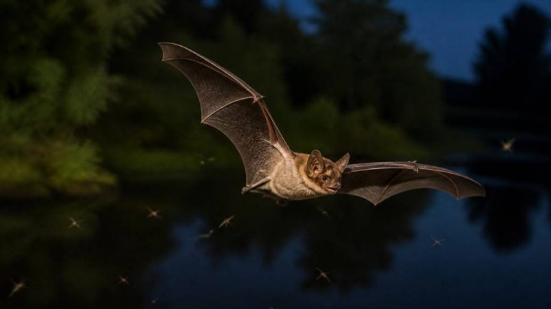 Chauve-souris et moustiques : comment les chauves-souris aident à réduire les moustiques