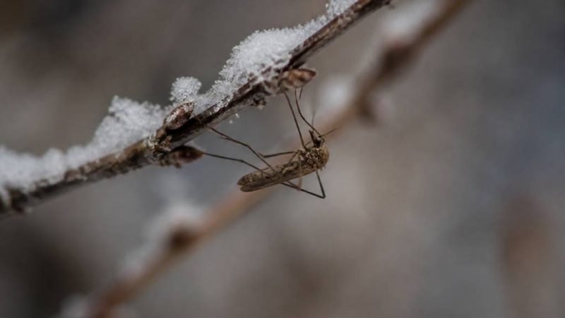 Que font les moustiques l&rsquo;hiver ?