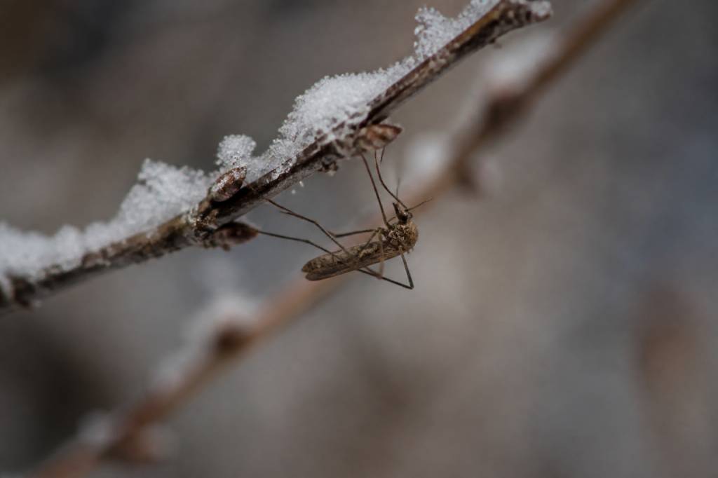 Que font les moustiques l&rsquo;hiver ?