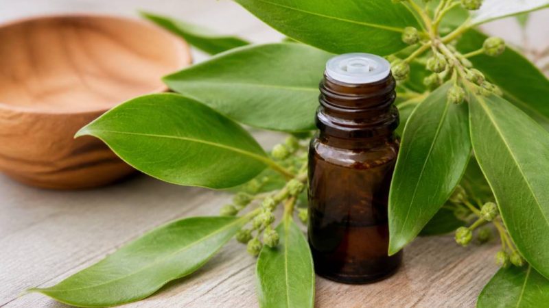 Comment prendre ravintsara pour lutter contre les moustiques efficacement