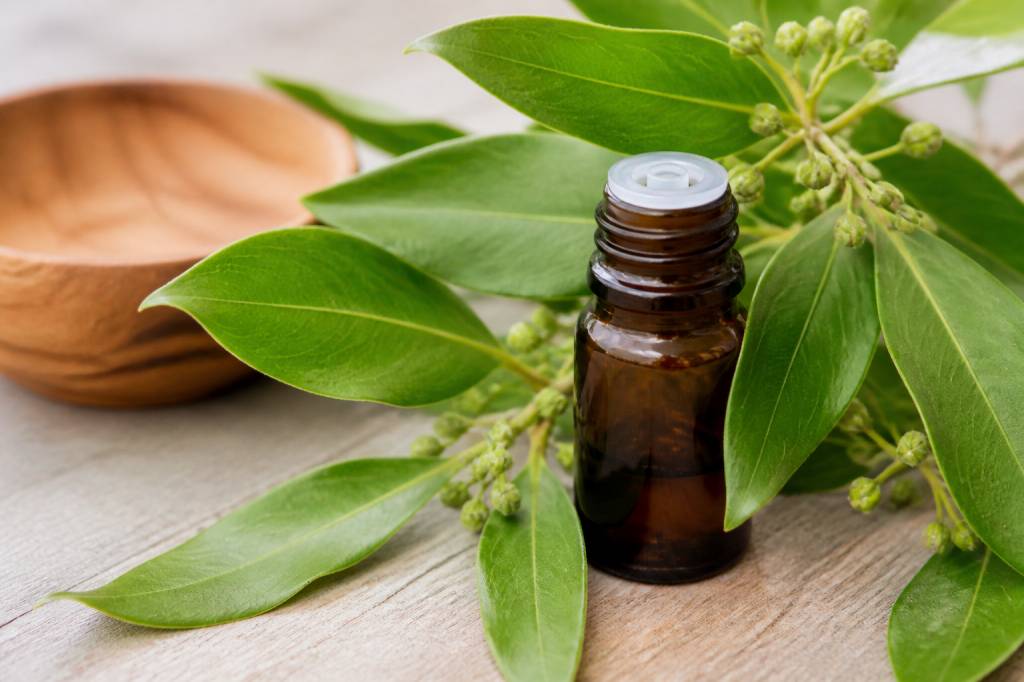 Comment prendre ravintsara pour lutter contre les moustiques efficacement