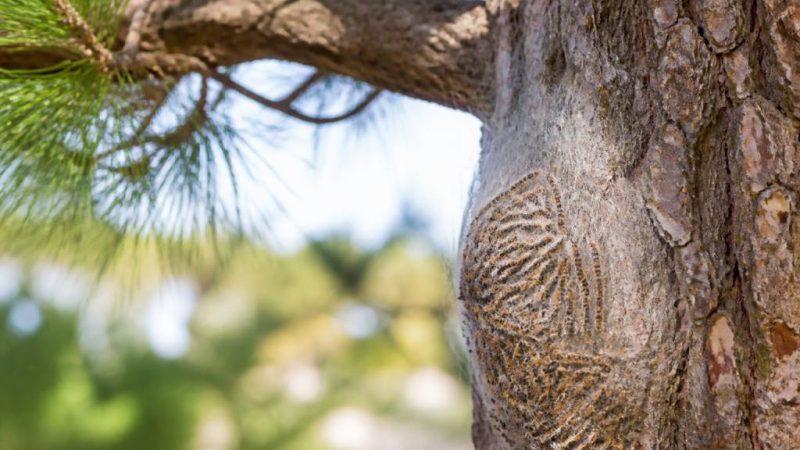 Protéger votre jardin contre les chenilles processionnaires dans le Rhône