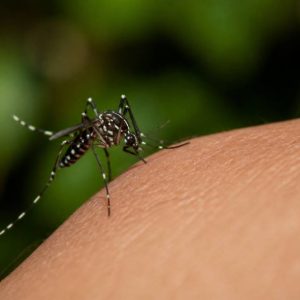 Tiger mosquitoes en France : comprendre et lutter contre le moustique-tigre