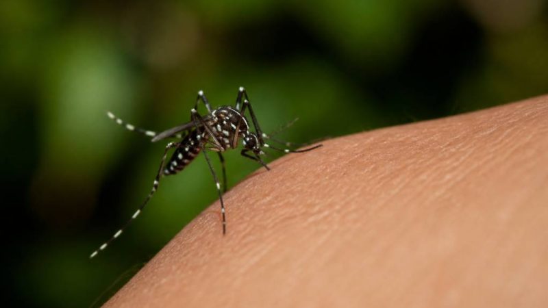 Tiger mosquitoes en France : comprendre et lutter contre le moustique-tigre