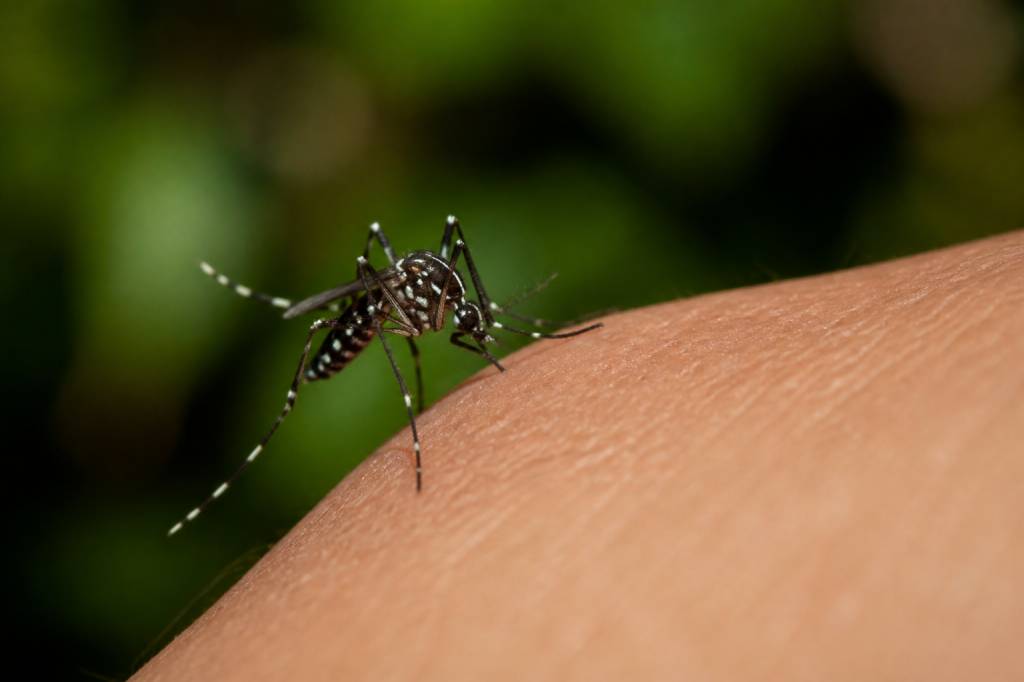 Tiger mosquitoes en France : comprendre et lutter contre le moustique-tigre