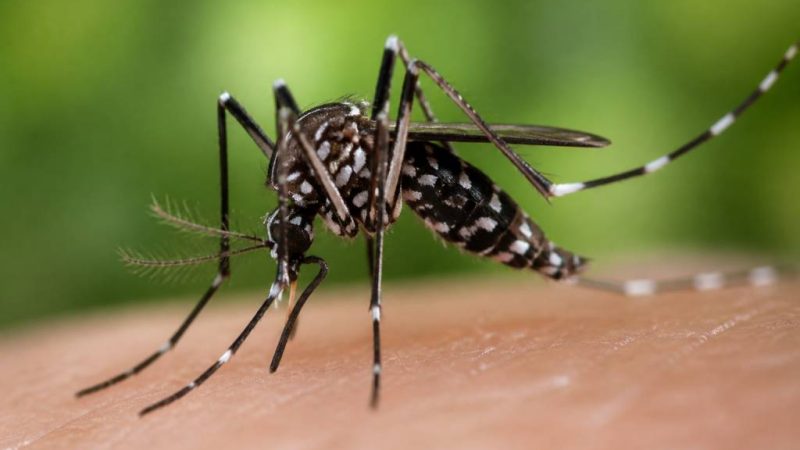 Moustique tigre en France : risques, présence et solutions pour s’en protéger