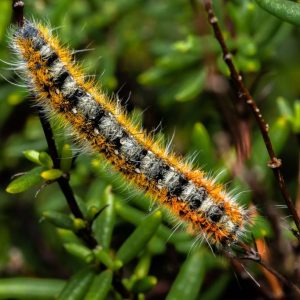 Protéger votre jardin contre les chenilles processionnaires dans le Rhône