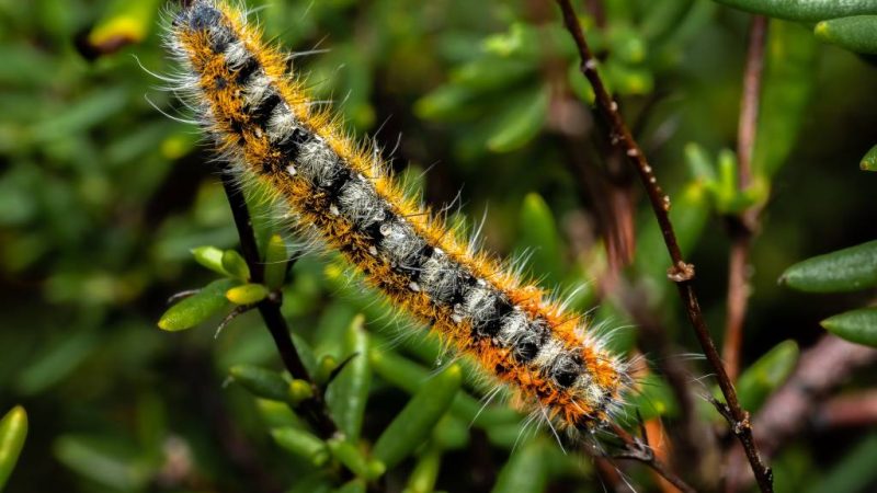 Protéger votre jardin contre les chenilles processionnaires dans le Rhône