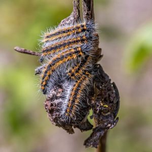 Protéger votre jardin contre les chenilles processionnaires dans le Rhône