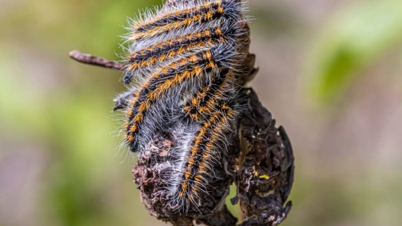 Protéger votre jardin contre les chenilles processionnaires dans le Rhône