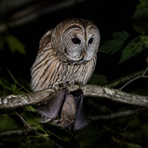 Qui mange les chauves-souris ? Prédateurs naturels et menaces pour leur survie