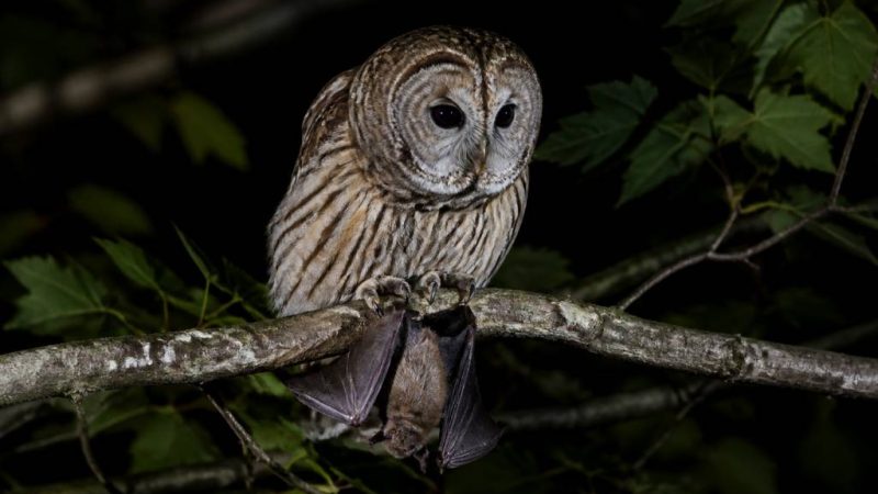 Qui mange les chauves-souris ? Prédateurs naturels et menaces pour leur survie