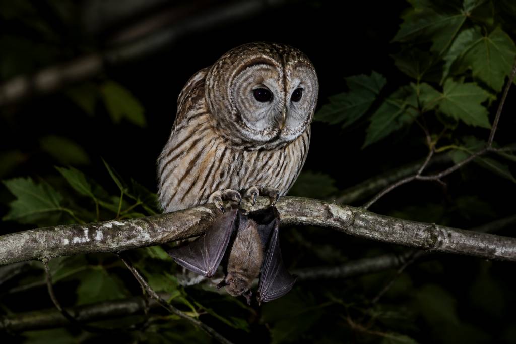 Qui mange les chauves-souris ? Prédateurs naturels et menaces pour leur survie