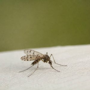 Moustique ailes tachetées : comment l’identifier et s’en protéger