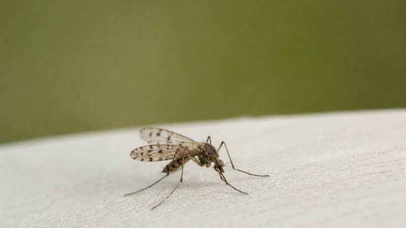 Moustique ailes tachetées : comment l’identifier et s’en protéger