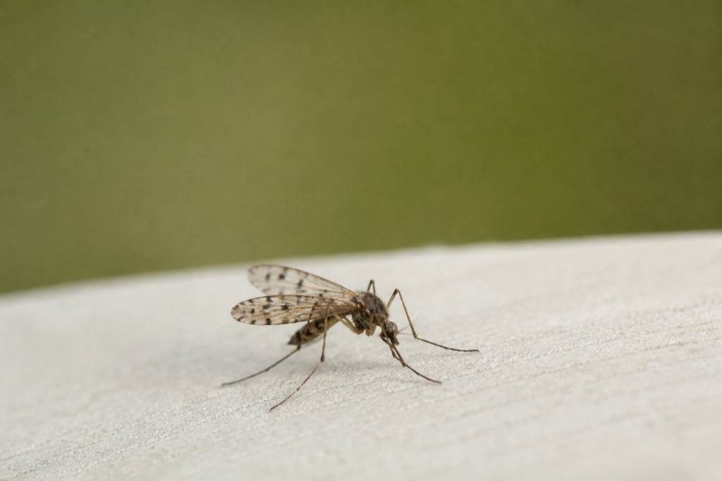 Moustique ailes tachetées : comment l’identifier et s’en protéger