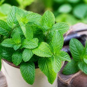 Menthe répulsif : une solution naturelle contre les moustiques ?
