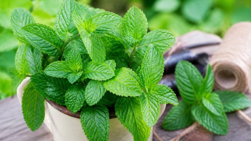Menthe répulsif : une solution naturelle contre les moustiques ?
