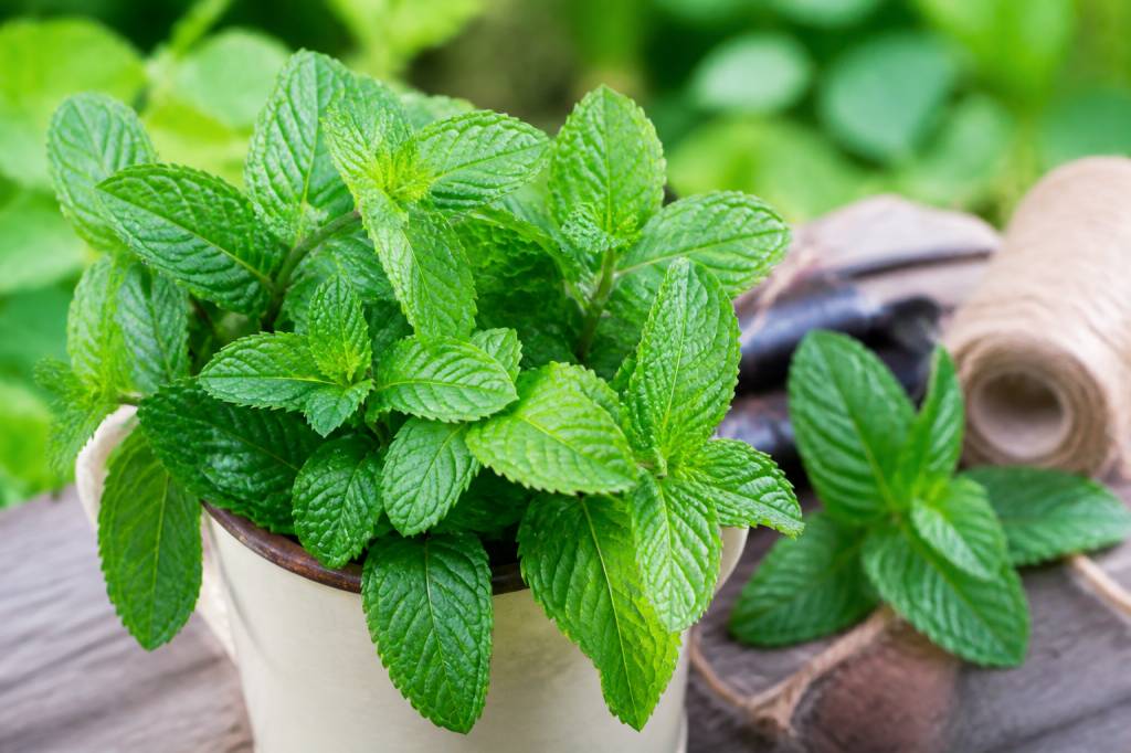 Menthe répulsif : une solution naturelle contre les moustiques ?