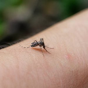 Tiger mosquito bites : causes, symptômes et solutions efficaces pour les soulager