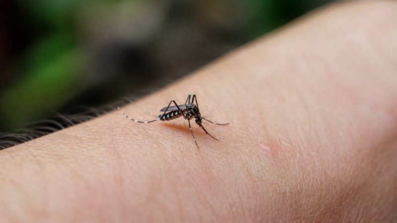 Tiger mosquito bites : causes, symptômes et solutions efficaces pour les soulager
