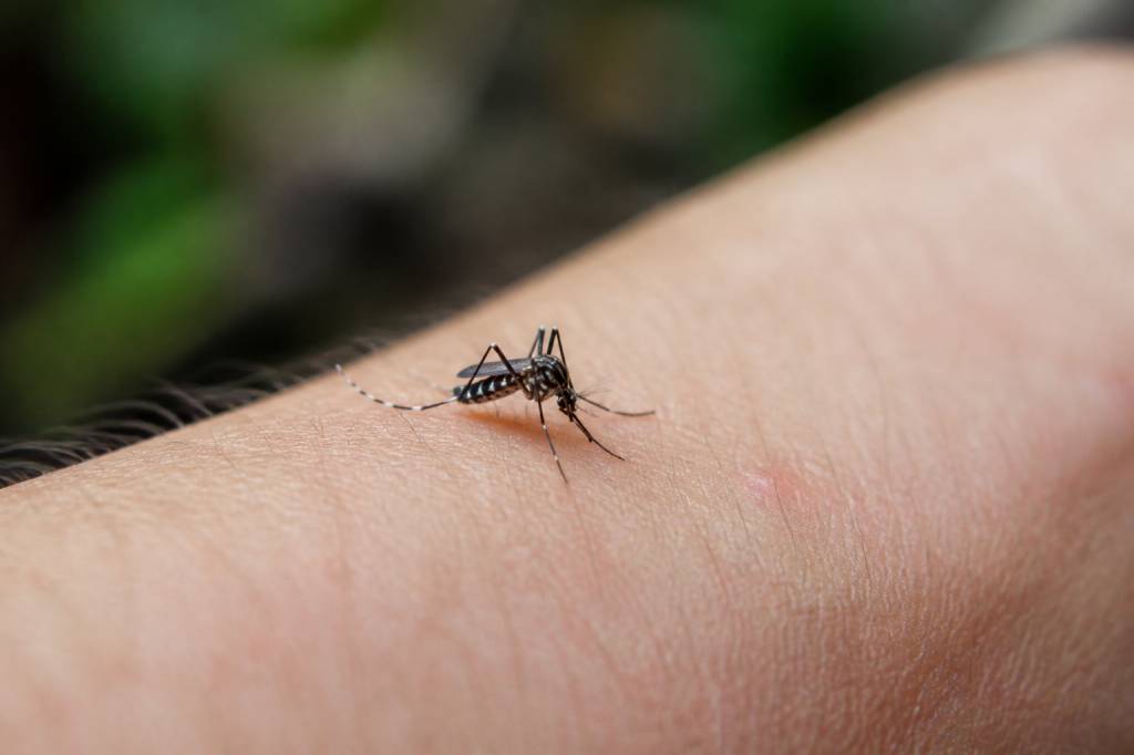 Tiger mosquito bites : causes, symptômes et solutions efficaces pour les soulager