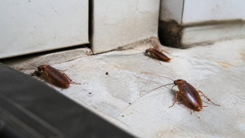 Blattes : comment les reconnaître et s’en débarrasser durablement