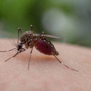Moustique femelle : rôle, alimentation et risques pour l’homme