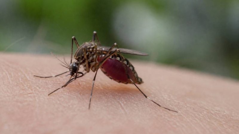 Moustique femelle : rôle, alimentation et risques pour l’homme