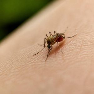Moustique meurt après piqûre : ce qu’il faut savoir