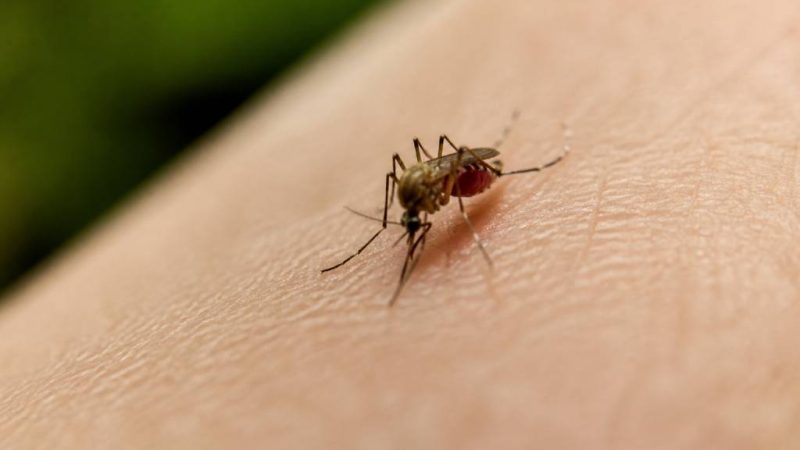 Moustique meurt après piqûre : ce qu’il faut savoir