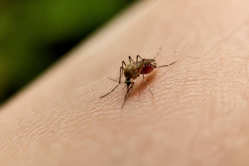Moustique meurt après piqûre : ce qu’il faut savoir