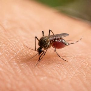 Combien de fois peut piquer un moustique ? Réponse et explications