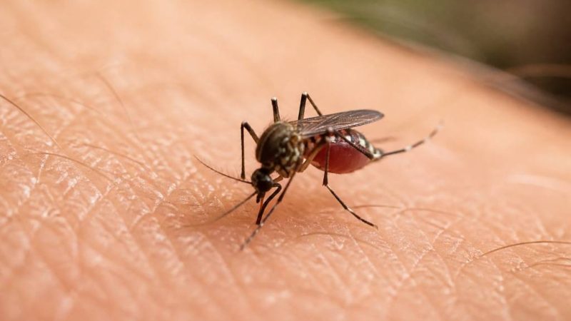 Combien de fois peut piquer un moustique ? Réponse et explications