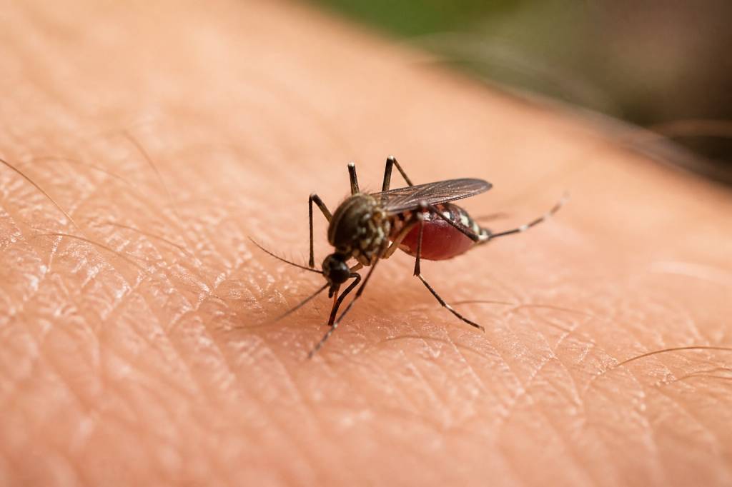 Combien de fois peut piquer un moustique ? Réponse et explications
