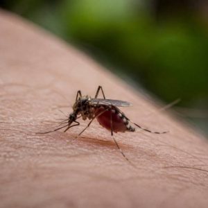 Pourquoi les moustiques femelles qui piquent sont-elles attirées par l’homme ?