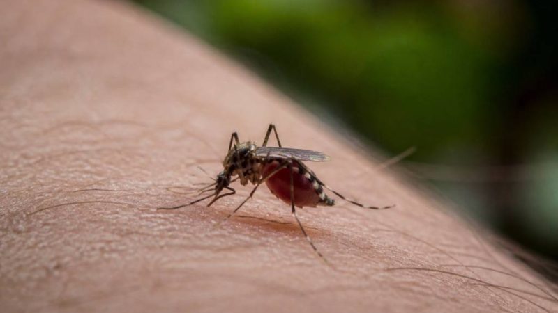 Pourquoi les moustiques femelles qui piquent sont-elles attirées par l’homme ?