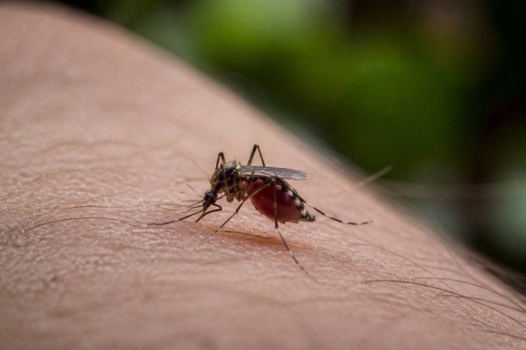 Pourquoi les moustiques femelles qui piquent sont-elles attirées par l’homme ?