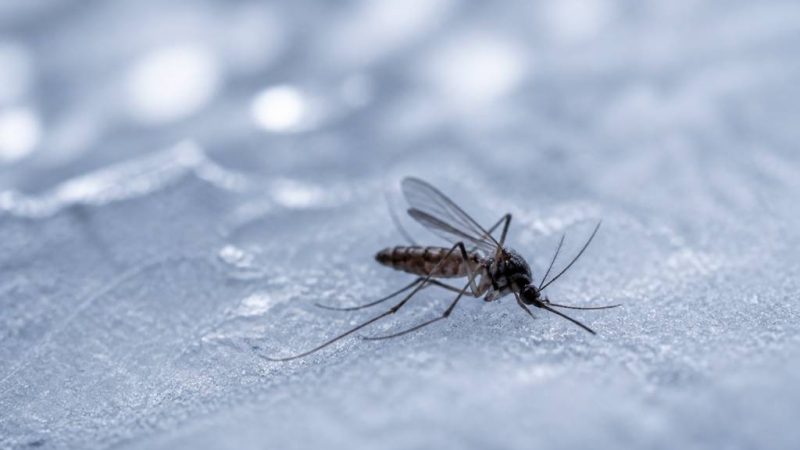 À quelle température les moustiques meurent-ils ? (réponse selon les espèces)
