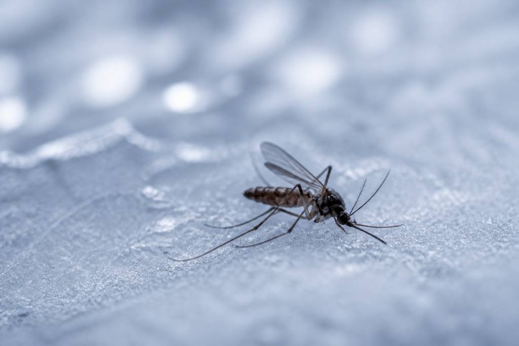 À quelle température les moustiques meurent-ils ? (réponse selon les espèces)