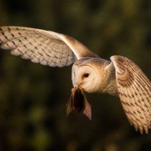 Quel animal mange les chauves souris ?