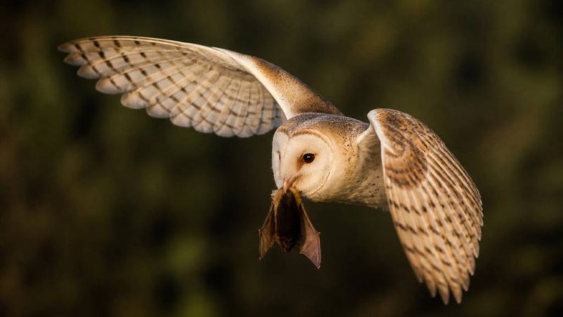 Quel animal mange les chauves souris ?