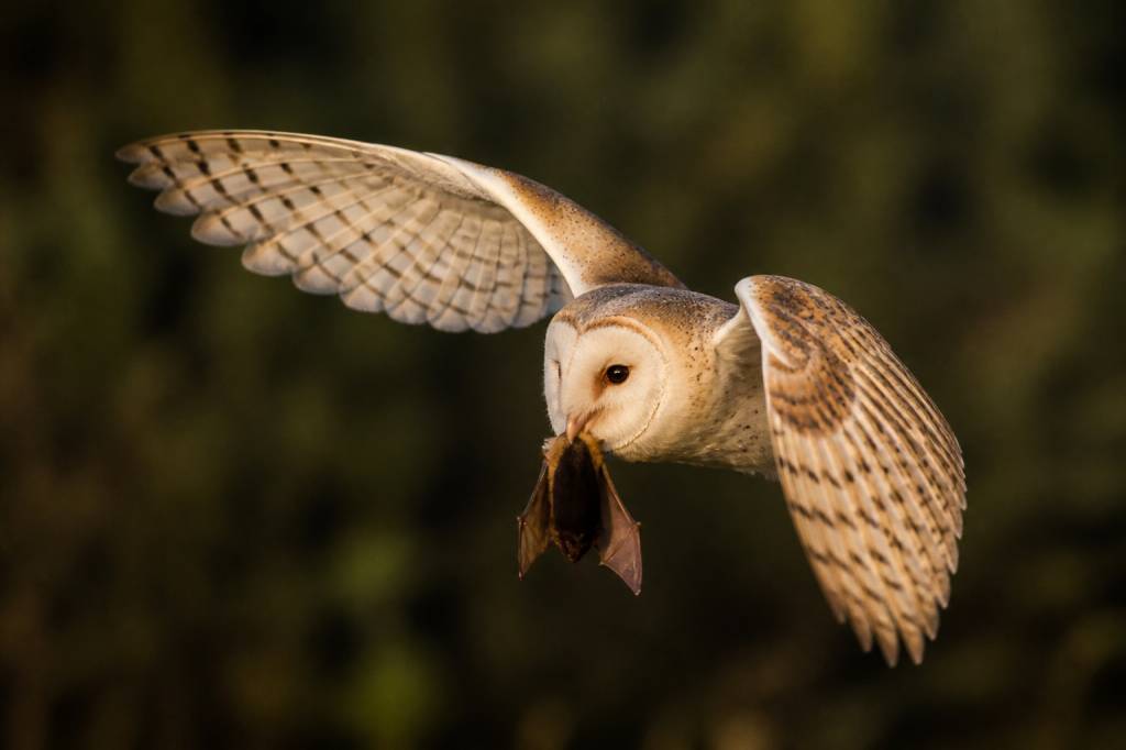 Quel animal mange les chauves souris ?