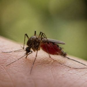 Moustique qui pique : mâle ou femelle ? La réponse expliquée !